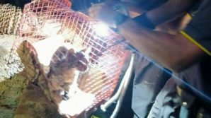 Gattino finisce in un pozzo, salvato dai Vigili del Fuoco grazie ad una tecnica speciale
