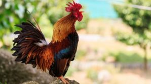 Gallo mattutino sveglia e disturba i vicini: proprietario multato