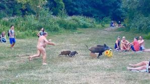 Uomo nudo rincorre una famiglia di cinghiali: gli hanno rubato il personal computer