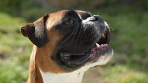 Lago di Como, un cane aggredisce una donna e uccide un cucciolo