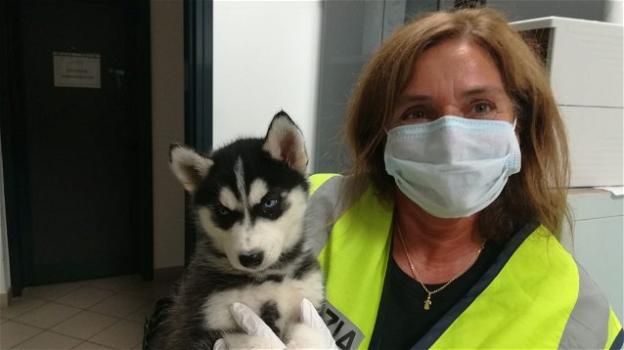 Maxi sequestro di cuccioli di cane: 115 piccoli salvati lungo l’autostrada