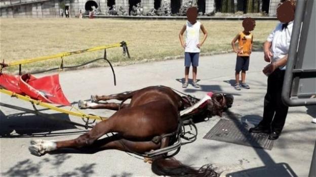 Reggia di Caserta, muore un cavallo per il troppo caldo. L’ENPA attacca: "Basta con le botticelle"