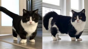 Manchester, il gatto dalle zampe corte diventato star di Instagram