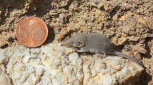 Roma: Villa Pamphilj ha un nuovo ospite, il mammifero più piccolo al mondo