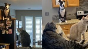 Mako, il cane che si comporta come un gatto: sta spopolando su Instagram e Tik Tok