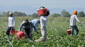 Milano, caporalato alla Straberry. I migranti accusano: