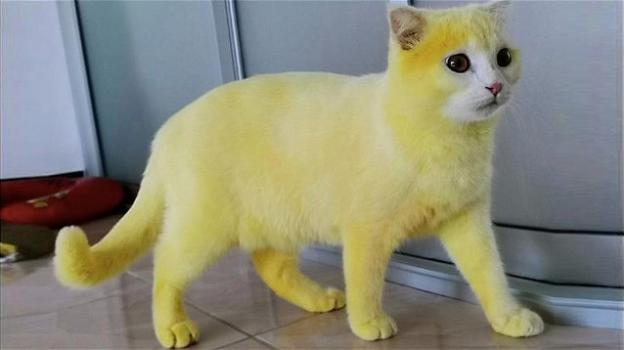 Gatto diventa completamente giallo a causa di un fungo