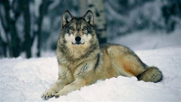 Stati Uniti, i lupi grigi non sono più specie protetta: al via la caccia