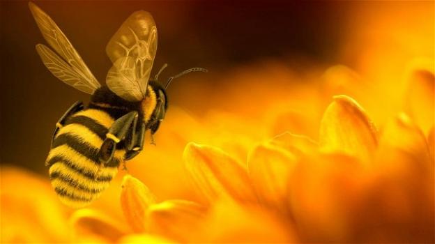 Il veleno delle api può uccidere le cellule del tumore al seno