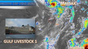 Giappone, il maltempo fa affondare una nave con 6mila mucche: morti 42 marinai