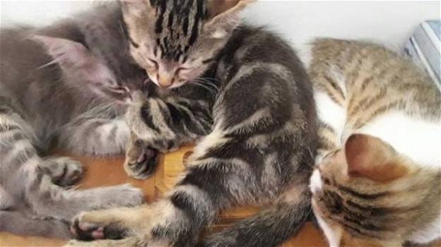 Parma, quattro gattini gettati nella spazzatura come rifiuti