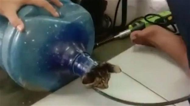 Gatto intrappolato in un bottiglione di plastica: l’intervento dei vigili del fuoco