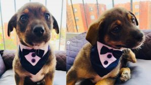 Cucciolo pronto per l’adozione aspetta i nuovi padroni in