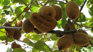 Nessun rimedio alla malattia che da 8 anni affligge la produzione italiana di kiwi
