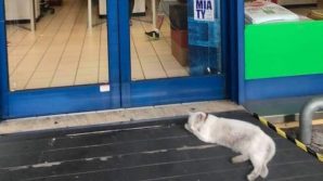 Lilla come Hachiko: la storia commovente della gatta che ogni giorno attende la sua padrona