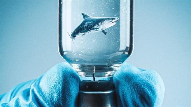 Il vaccino per il Covid-19 può mettere a rischio la vita di mezzo milione di squali
