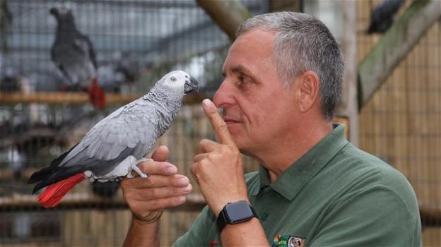 UK: pappagalli allontanati dallo zoo per le troppe parolacce