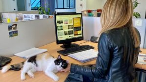 Rozzano, il comune assume due gatti in ufficio: