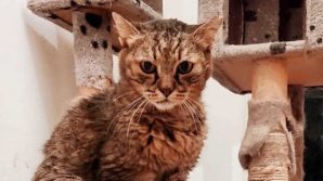 Il gatto