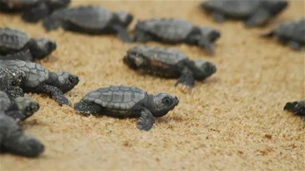 Sicilia: nidi di tartarughe che crescono a dismisura danno nuova speranza all’ecosistema