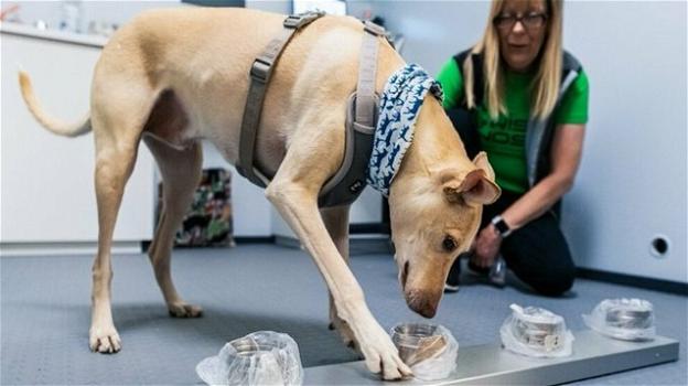 Finlandia, all’aeroporto di Helsinki arrivano i cani che fiutano i passeggeri con il Covid