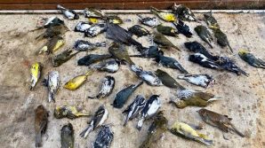 Philadelphia, piovono 1500 uccelli morti