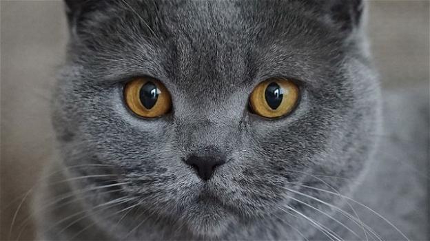 Russia, vende il gatto per 110mila euro: il felino fa avverare tre desideri