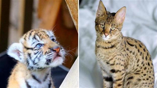 Comprano online un gatto Savannah per poi scoprire che è una tigre di Sumatra