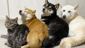 Un gatto viene adottato da tre Shiba Inu, ora si crede un cane