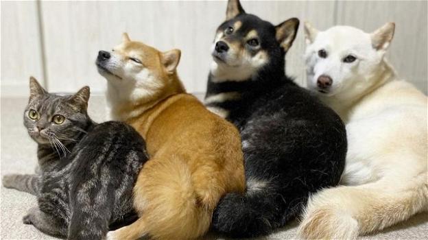 Un gatto viene adottato da tre Shiba Inu, ora si crede un cane