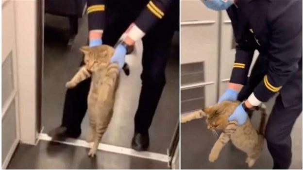 Cina: gatto senza biglietto, ma il controllore lo fa scendere dal treno