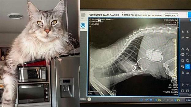 Colombia: Romeo, il primo gatto con un pacemaker