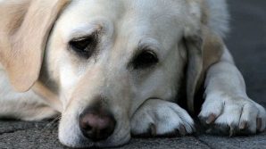 Crisi di mezza età, anche i cani ne soffrono