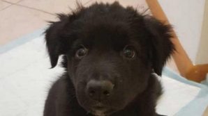 Trento, bloccata asta con protagonista un cucciolo di cane