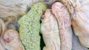 In Sardegna è nato Pistacchio, il cane dal pelo verde