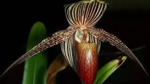 L’Oro di Kinabalu, uno dei fiori più rari e costosi al mondo