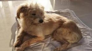 Cane dimenticato in una stazione di servizio torna a casa dopo 26 giorni e 60 km di cammino