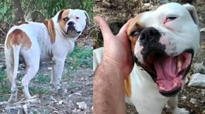 Da Palermo a Cuneo, l’adozione a lunga distanza del cane Ettore