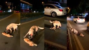Cane cerca di soccorrere un gatto senza vita