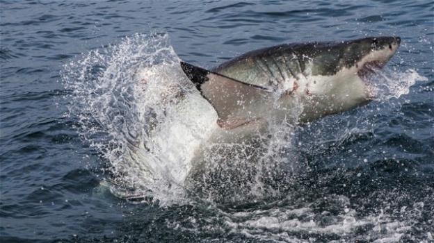 Australia, 55enne attaccato e ucciso da uno squalo mentre nuota a Cable Beach