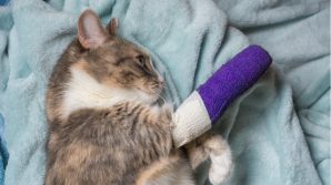 Automobilista prende a calci un gattino e gli spezza una gamba: 10 mila euro di multa