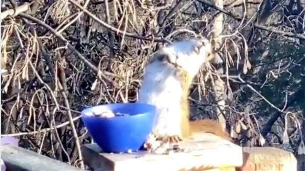Minnesota: uno scoiattolo mangia pere fermentate e si ubriaca