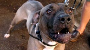 Pitbull si avventa contro suo padre: si scaglia sull’animale e lo uccide a coltellate