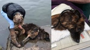 Lega il cane ad un masso e lo getta nel fiume, una sconosciuta si tuffa nelle acque e lo salva