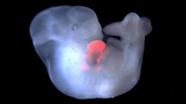 Cina, creati in laboratorio i primi embrioni uomo-scimmia: serviranno ad ottenere organi per i trapianti