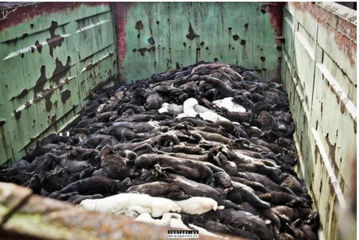 17 milioni di visoni macellati: animalisti pronti a scendere in strada