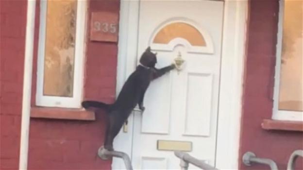 La storia di Aslan: il gatto che bussa alla porta in cerca di aiuto