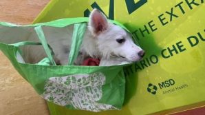 Addio Lallina, la cagnolina epilettica abbandonata in una busta della spesa