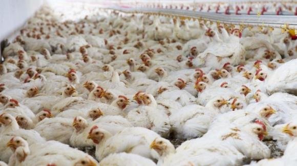 Influenza aviaria, è allarme in Giappone per la 2° ondata: distrutti interi allevamenti di pollame