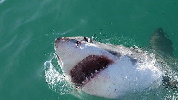 Hawaii, una surfista 56enne attaccata e uccisa da uno squalo